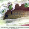 tomares callimachus novorossiysk larva2